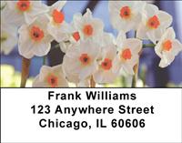 White Daffodils Address Labels