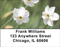White Daffodils Address Labels