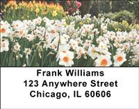 Daffodil Field Address Labels
