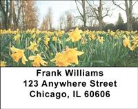 Daffodil Field Address Labels
