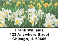 Daffodil Field Address Labels