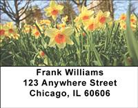 Daffodil Field Address Labels
