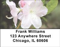 White Rhododendron Address Labels