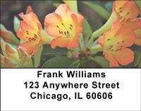 Tropical Rhododendron Address Labels