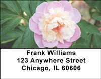 Pink Peonies Address Labels