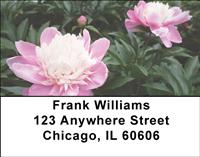 Pink Peonies Address Labels