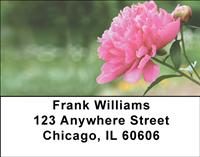 Pink Peonies Address Labels