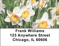 Narcissus Address Labels