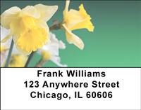 Narcissus Address Labels