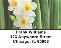 Narcissus Address Labels