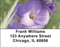 Gladiolus Address Labels