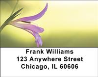 Gladiolus Address Labels