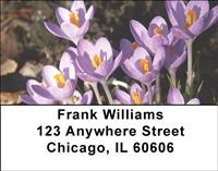 Lilacs Address Labels