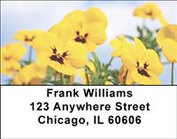 Yellow Pansies Address Labels