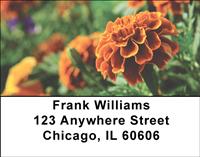 Marigold Field Address Labels