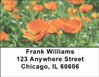 Marigold Field Address Labels
