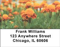 Marigold Field Address Labels