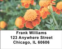 Marigold Field Address Labels