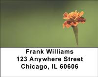 Intricate Marigolds Address Labels
