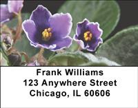 African Violets Address Labels