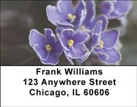 African Violets Address Labels