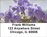 African Violets Address Labels