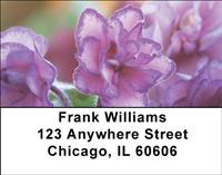 Pretty African Violets Address Labels