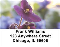 Pretty African Violets Address Labels