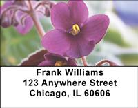 Pretty African Violets Address Labels
