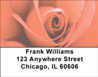 Roses Address Labels