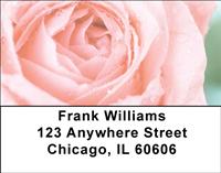 Roses Address Labels