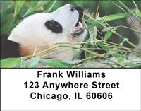 Pandas Address Labels