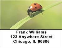 Ladybugs Address Labels