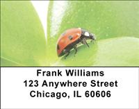 Ladybugs Address Labels