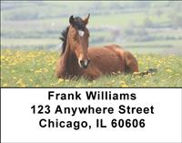 Horses Address Labels