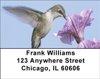 Hummingbirds Address Labels