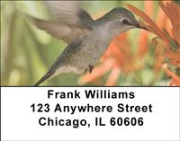 Hummingbirds Address Labels