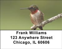 Hummingbirds Address Labels