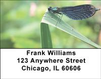 Dragonflies Address Labels
