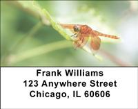 Dragonflies Address Labels