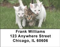 Cute Kittens Address Labels