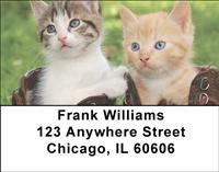 Cute Kittens Address Labels
