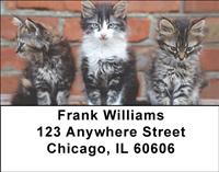 Cute Kittens Address Labels