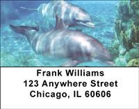 Dolphins Address Labels