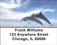 Dolphins Address Labels