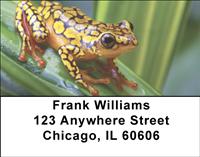 Frogs Address Labels