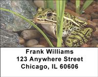 Frogs Address Labels