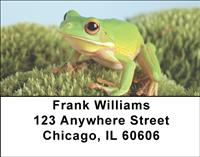 Frogs Address Labels