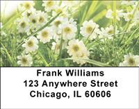 Daisies Address Labels