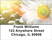 Daisies Address Labels